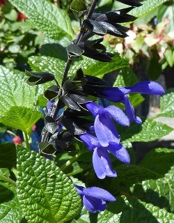 Black & Bloom Salvia, Anise Sage, Salvia guaranitica 'Black and Bloom' PP27183